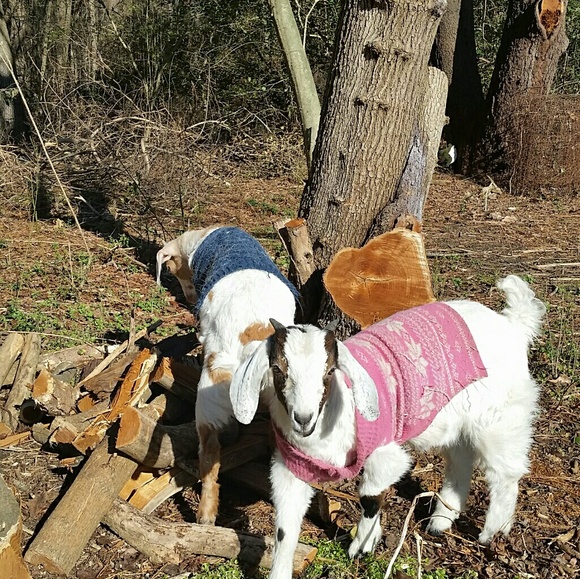 Meet your Posher, Judy - Picture 2 of 2